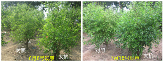 1513334102659479UVra.png blob.png