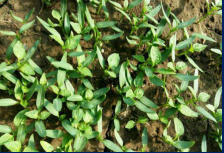 1515667724256184S2yM.png blob.png