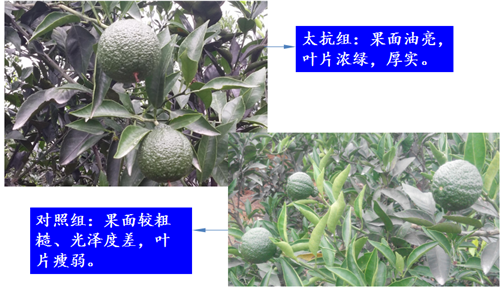 1526347027554861Xq1G.png 圖片7_副本.png