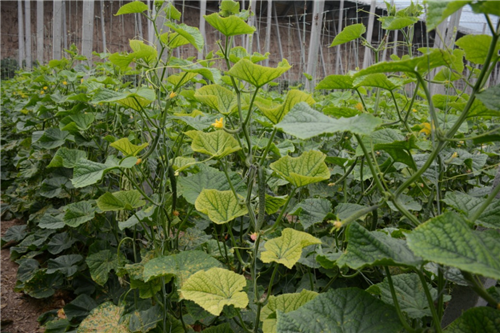 1527755517768928NY1i.png 圖片8.png